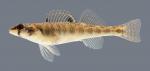 Percina shumardi River Darter 862.1.2500