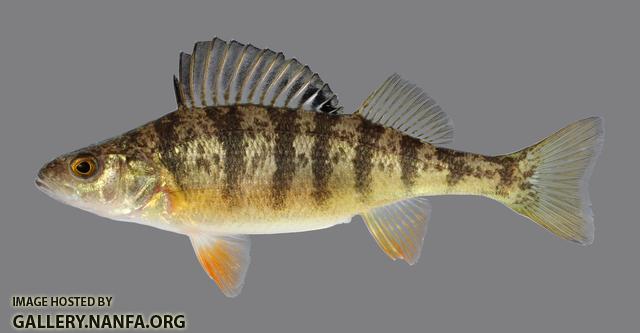 Perca flavescens Yellow Perch 109.2500