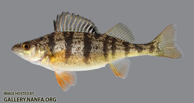 Perca flavescens Yellow Perch 226.2500