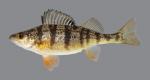 Perca flavescens Yellow Perch 226.2500