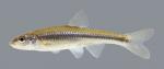 Notropis dorsalis Bigmouth Shiner 339.2500