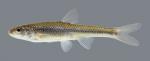 Notropis dorsalis Bigmouth Shiner 449.2500