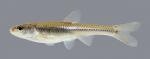 Notropis dorsalis Bigmouth Shiner 571.2500