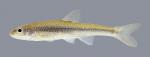 Notropis dorsalis Bigmouth Shiner 839.2500