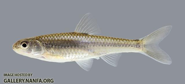 Notropis stramineus Sand Shiner 497.2500