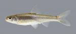 Notropis stramineus Sand Shiner 497.2500