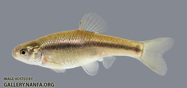 Pimephales promelas Fathead Minnow 736.2500