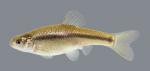 Pimephales promelas Fathead Minnow 736.2500