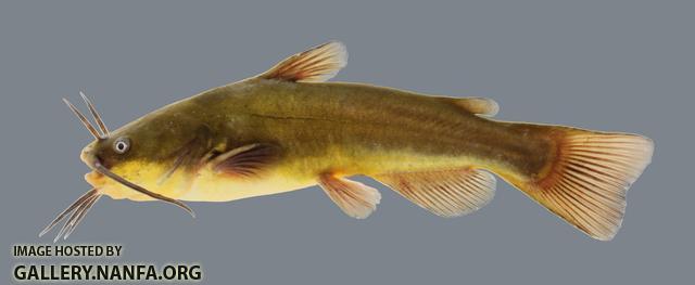 Ameiurus melas Black Bullhead 1466.2500