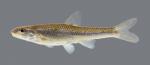 Notropis dorsalis Bigmouth Shiner 932.1.2500