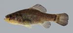 Aphredoderus sayanus Pirate Perch 92.2500