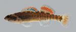 Etheostoma asprigene Mud Darter  362.2500