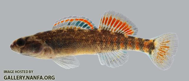 Etheostoma asprigene Mud Darter  362.2500