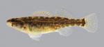 Etheostoma asprigene Mud Darter  622.2500