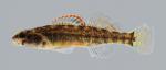 Etheostoma asprigene Mud Darter 225.2500