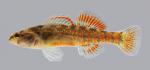 Etheostoma asprigene Mud Darter 597.2500