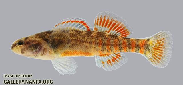 Etheostoma asprigene Mud Darter 597.2500