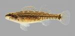 Etheostoma asprigene Mud Darter 969.2500