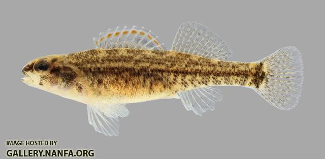 Etheostoma asprigene Mud Darter 969.2500