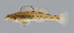 Etheostoma nigrum Johnny Darter 300.2500