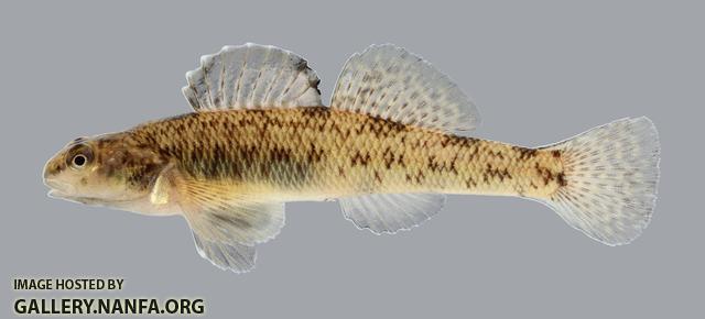 Etheostoma nigrum Johnny Darter 300.2500