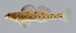 Etheostoma nigrum Johnny Darter 434.2500