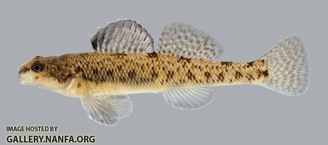 Etheostoma nigrum Johnny Darter 434.2500