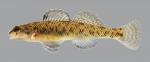 Etheostoma nigrum Johnny Darter 896.2500