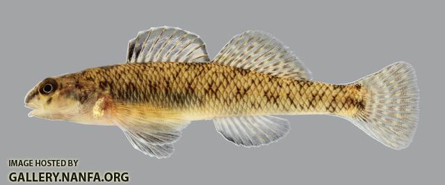 Etheostoma nigrum Johnny Darter 896.2500