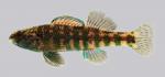 Etheostoma zonale Banded Darter 524.2500