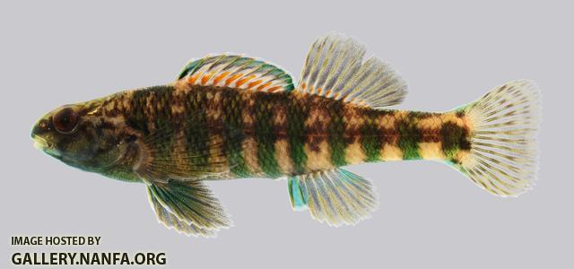 Etheostoma zonale Banded Darter 524.2500