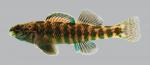 Etheostoma zonale Banded Darter 811.2500