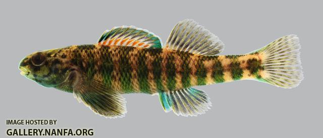 Etheostoma zonale Banded Darter 811.2500