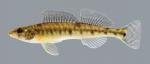 Percina caprodes Logperch 19.2500