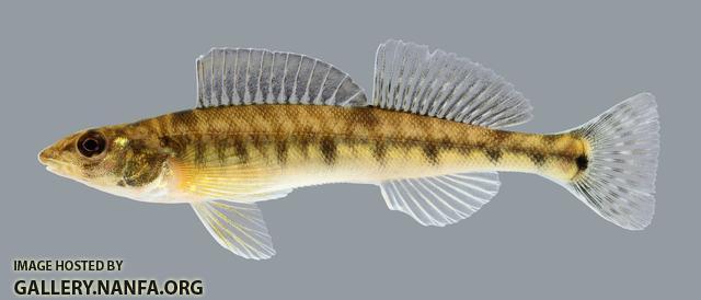 Percina caprodes Logperch 19.2500