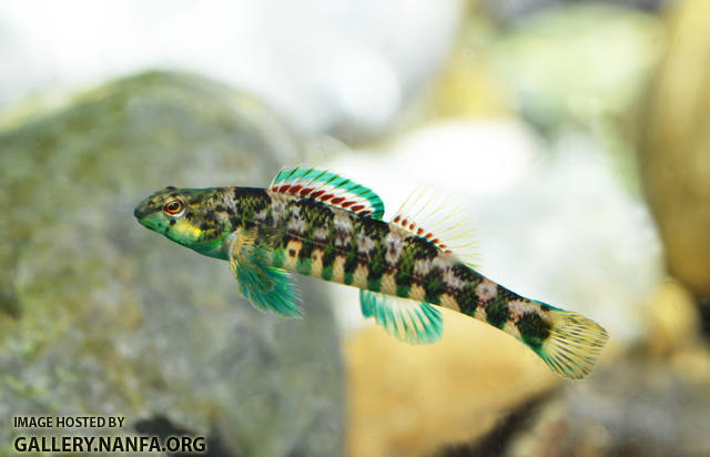 Banded darter E zonale