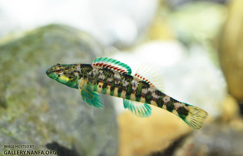 Banded darter E zonale