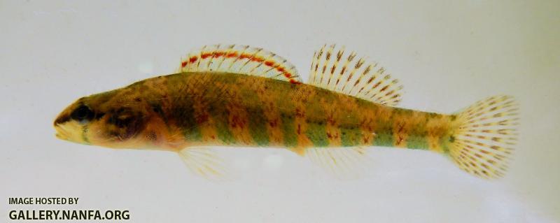 Christmas_Darter_1[1]