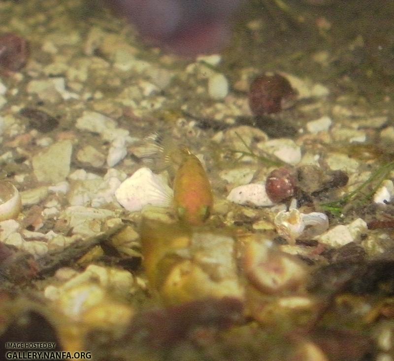 heterandria formosa female facing camera