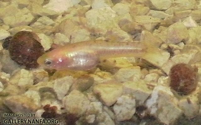 heterandria formosa female facing left