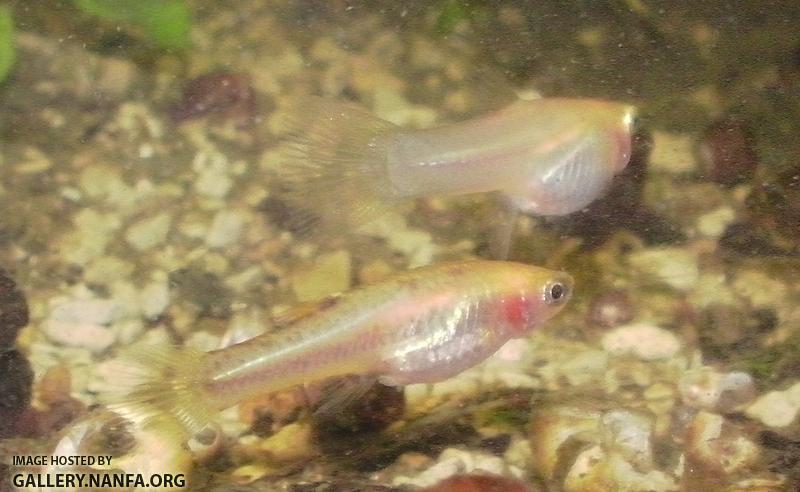 heterandria formosa female facing right