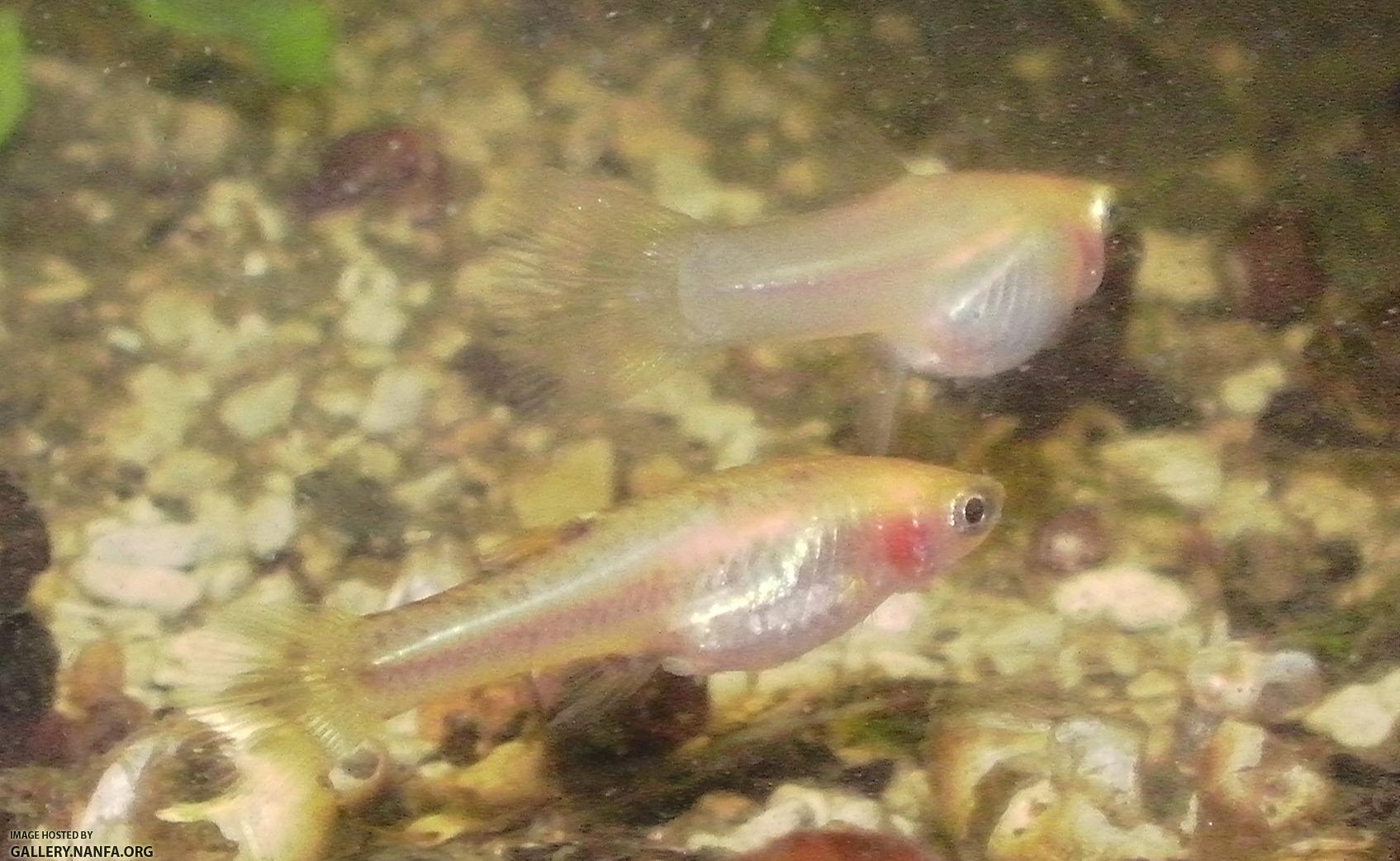 heterandria formosa female facing right