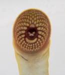 lamprey disk