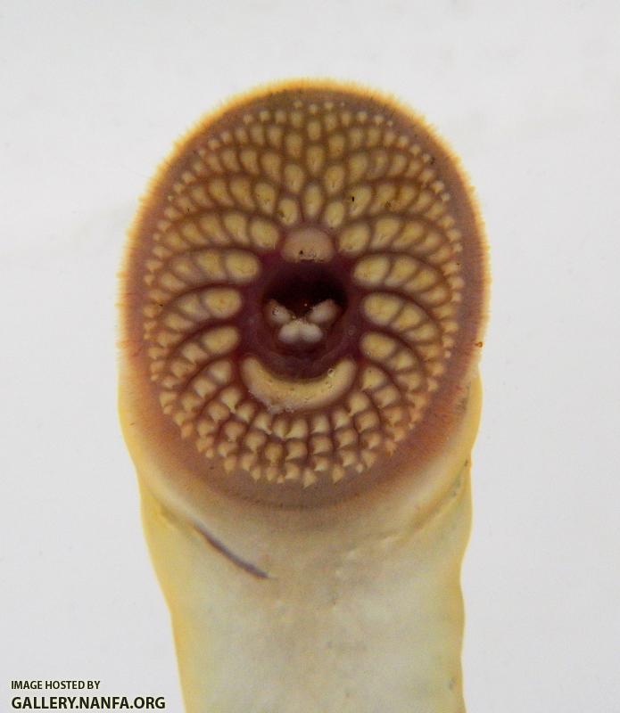 lamprey disk