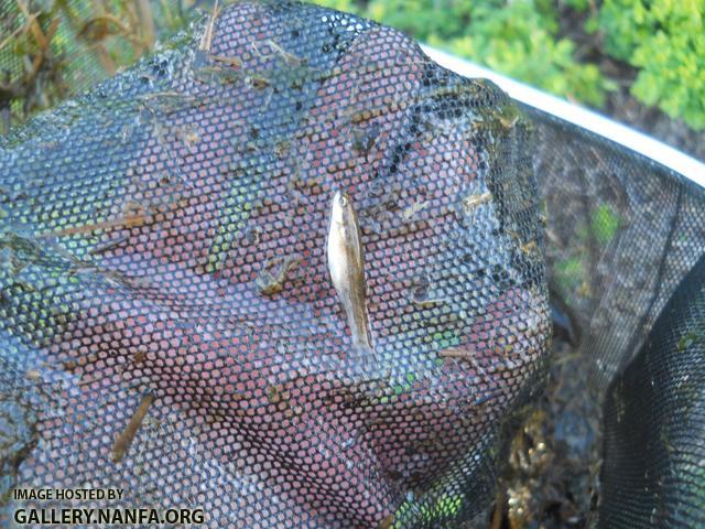 blacknose dace