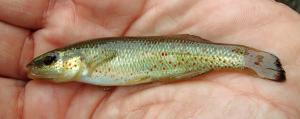 Fundulus stellifer