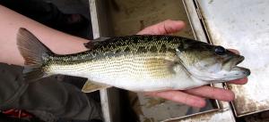 Micropterus punctalatus