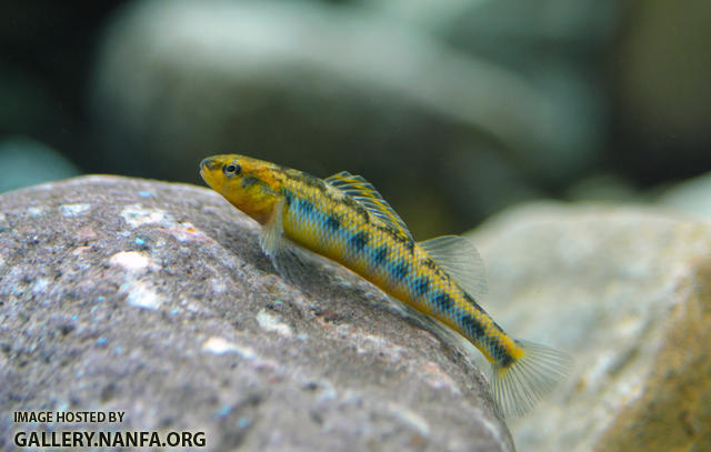 appalachia darter