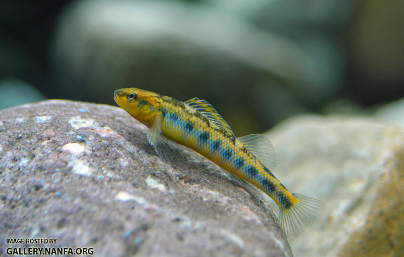 appalachia darter