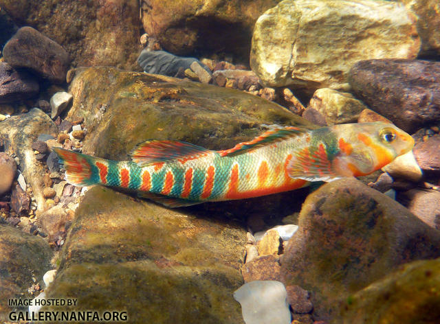 Male candy darter